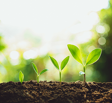 Trendmarke pflanzt für jedes neue Projekt einen Baum