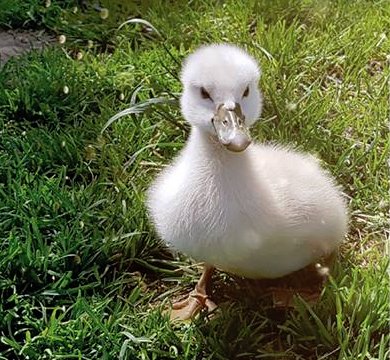 Der kleine „Nano“ - Latest News vom Argenhof